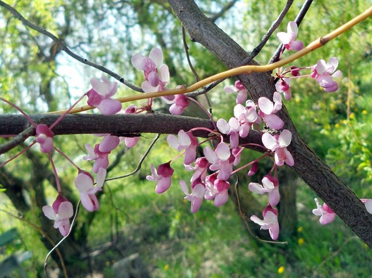 The lilac blossoming of Easter Redbud
