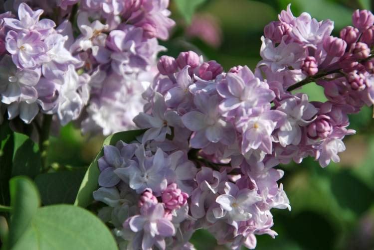 Scientists, Trains, and Lilacs