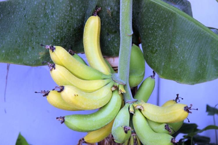 Banana harvest in BelSU Winter Garden