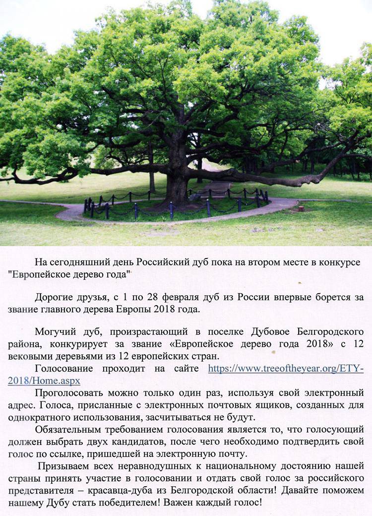 Белгородский дуб участвует в борьбе за звание главного дерева Европы 2018 года
