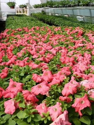 Ботанический сад предлагает широкий ассортимент высокодекоративных однолетних цветочных культур